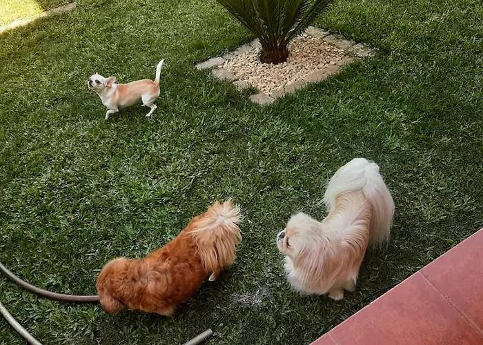 Estudio De Castelo de Paiva